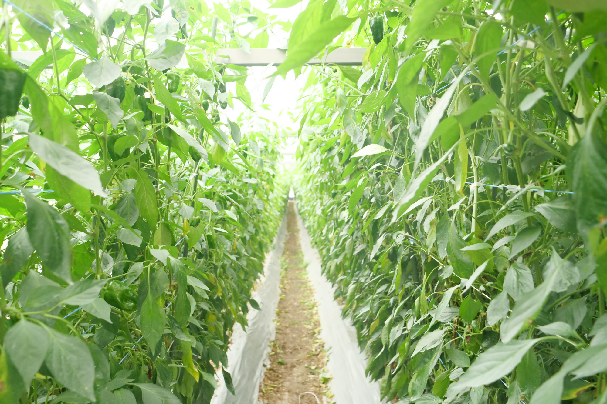 菌の力で甘く育つ!四万十ピーマンの秘密