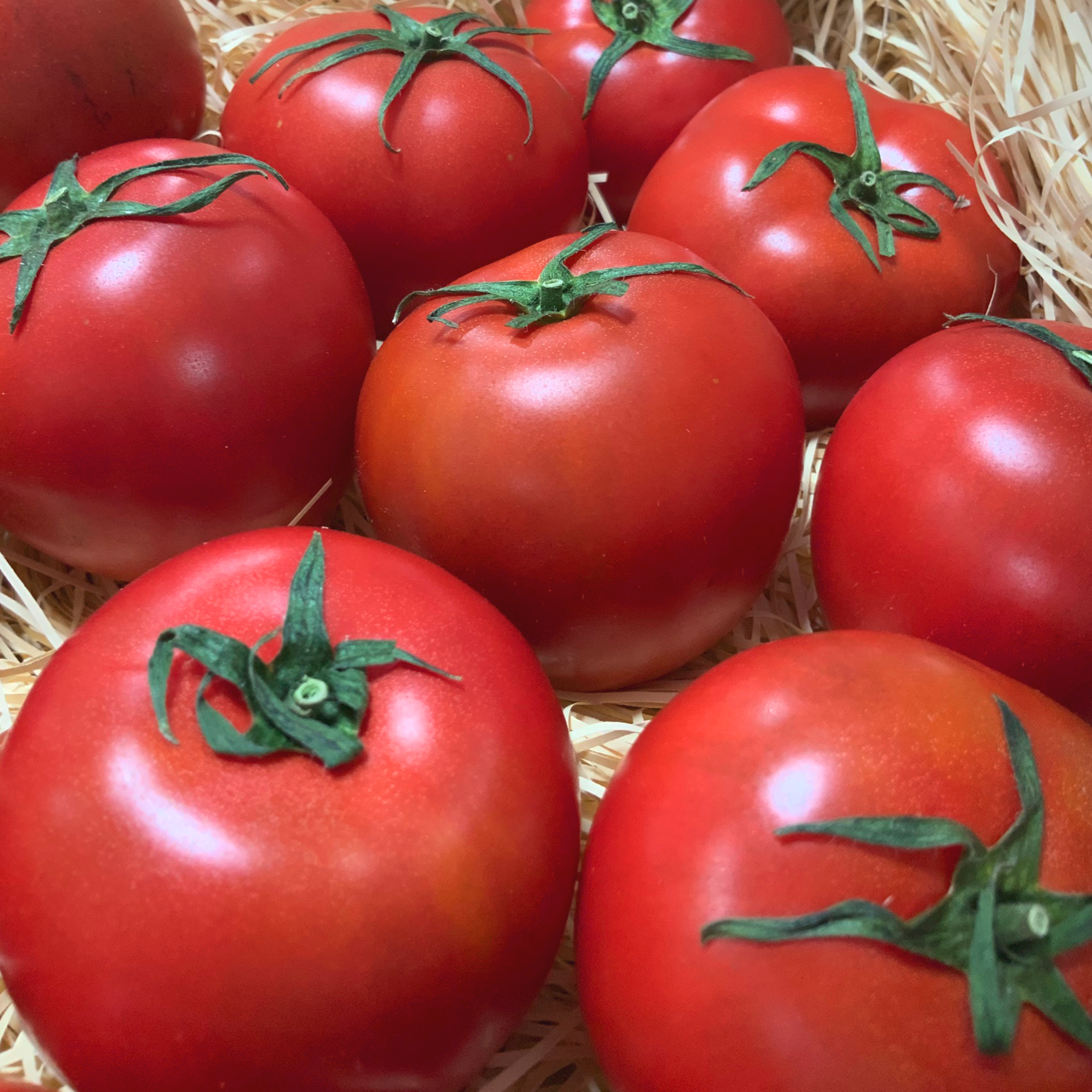 高知県産フルーツトマト「まほろばとまと」〜甘くて美味しい夏の贈り物〜