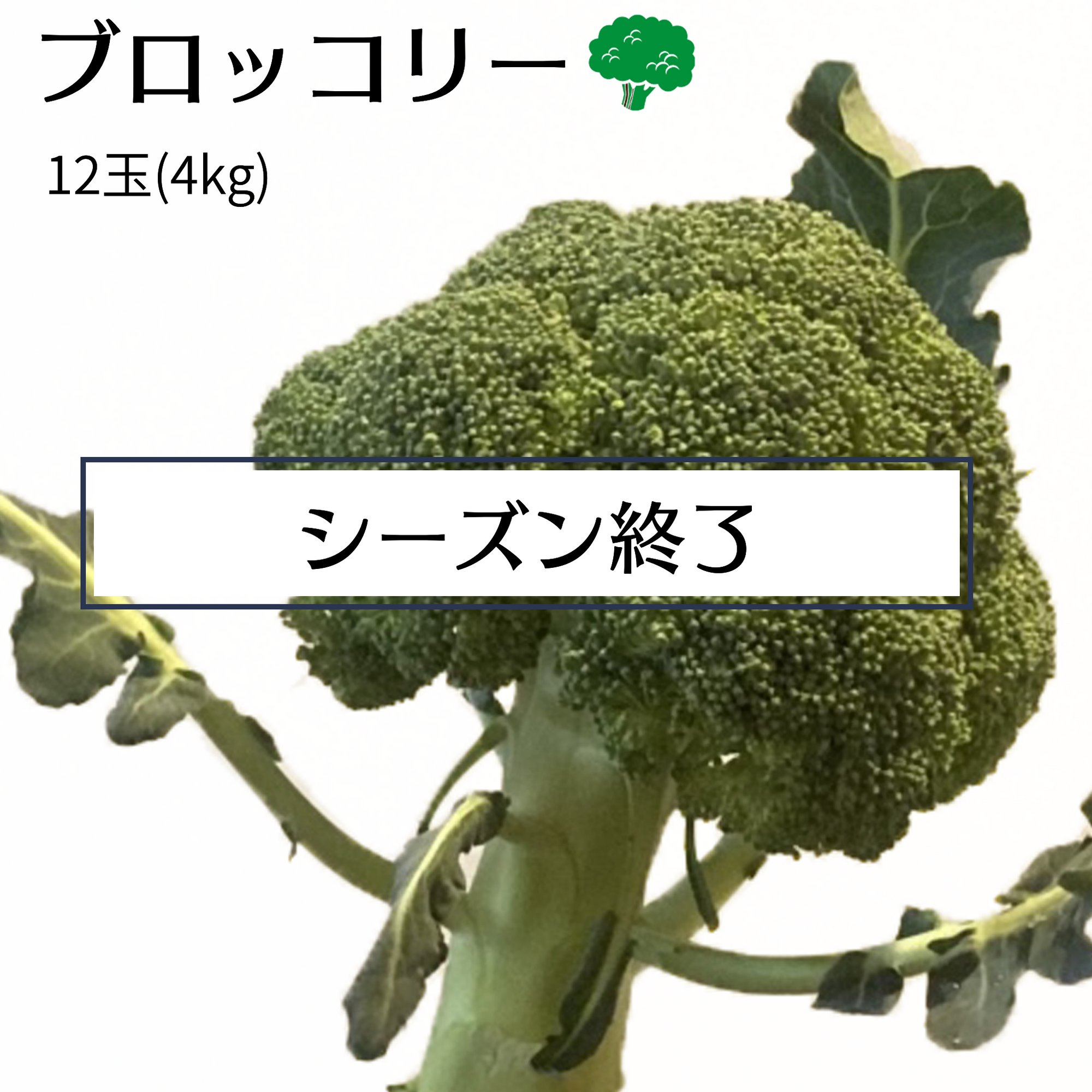 ブロッコリー