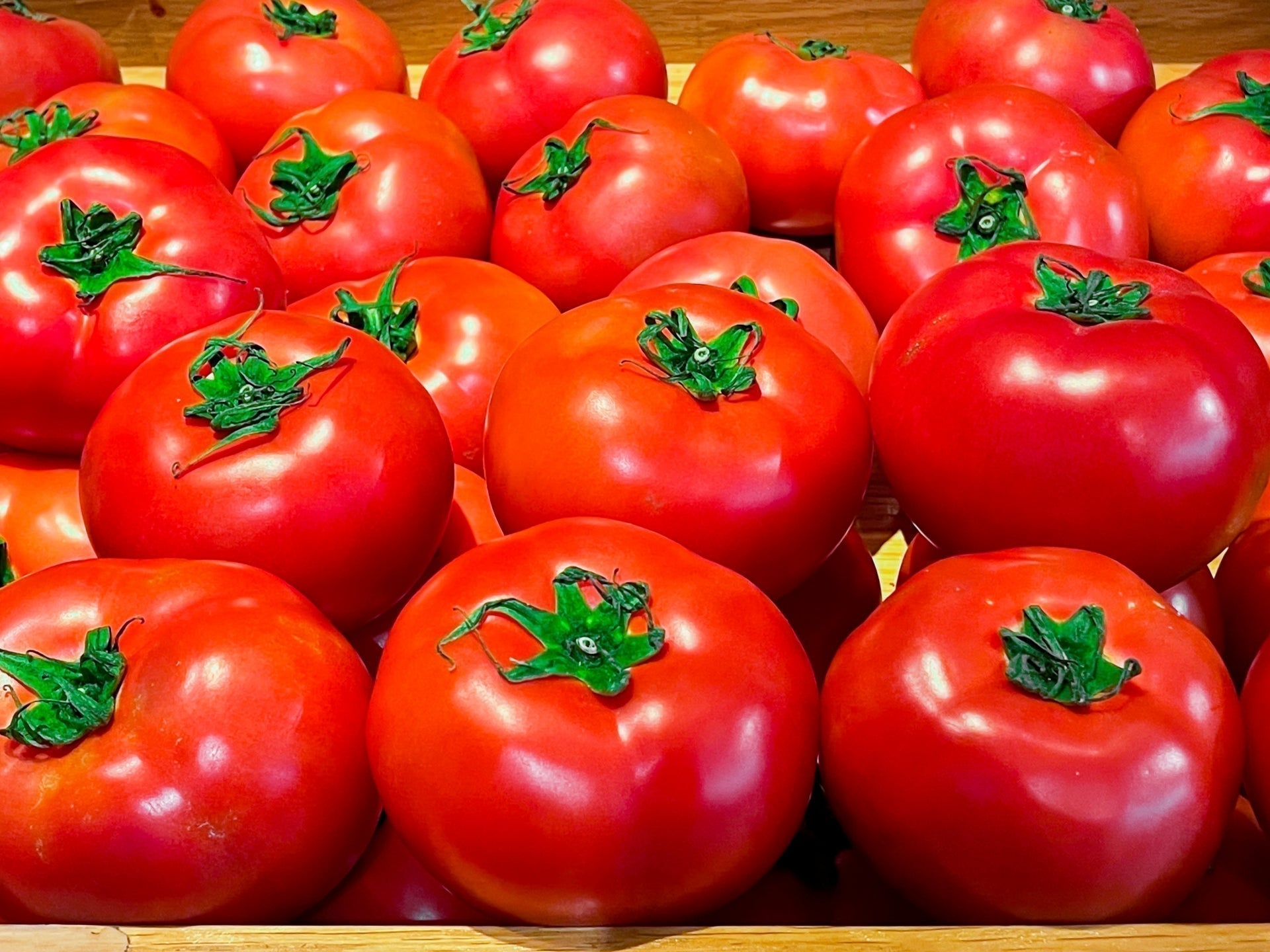 “贈答専用クラス”の高級青果「まほろばトマト」