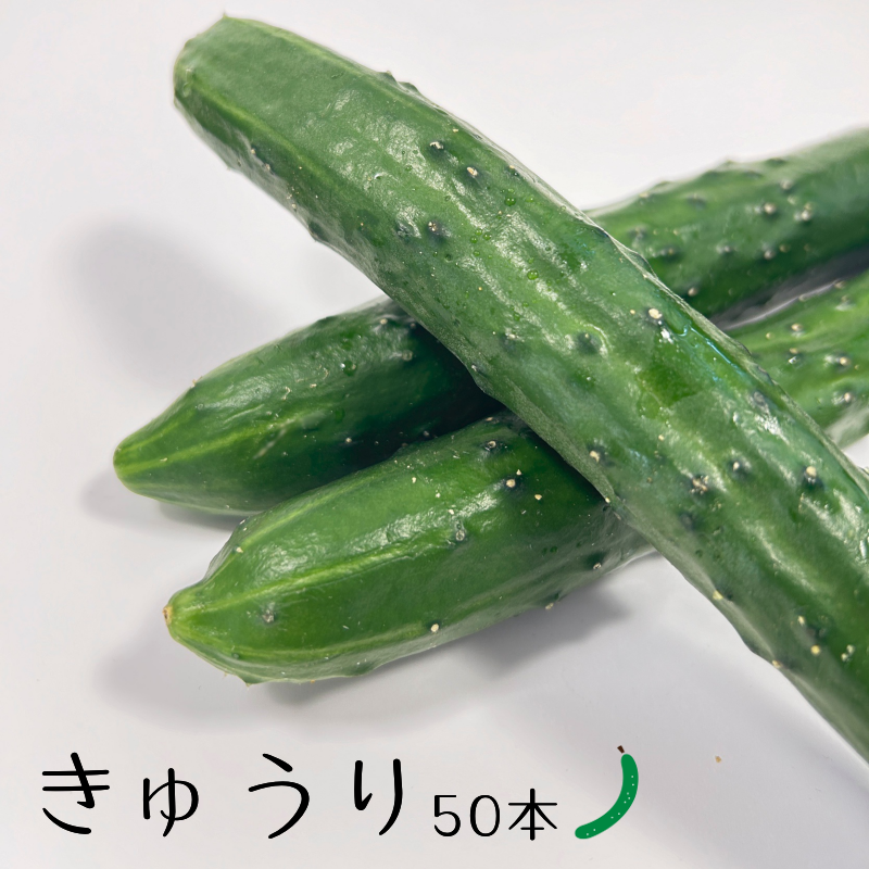 きゅうり販売開始