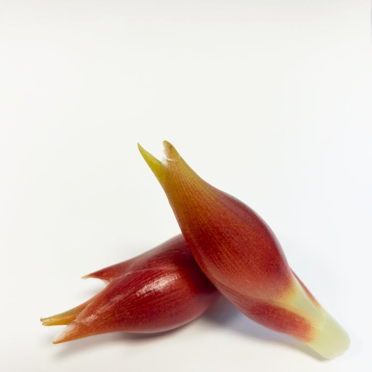 みょうがを使ったレシピと美味しい食べ方｜簡単＆絶品アレンジ集