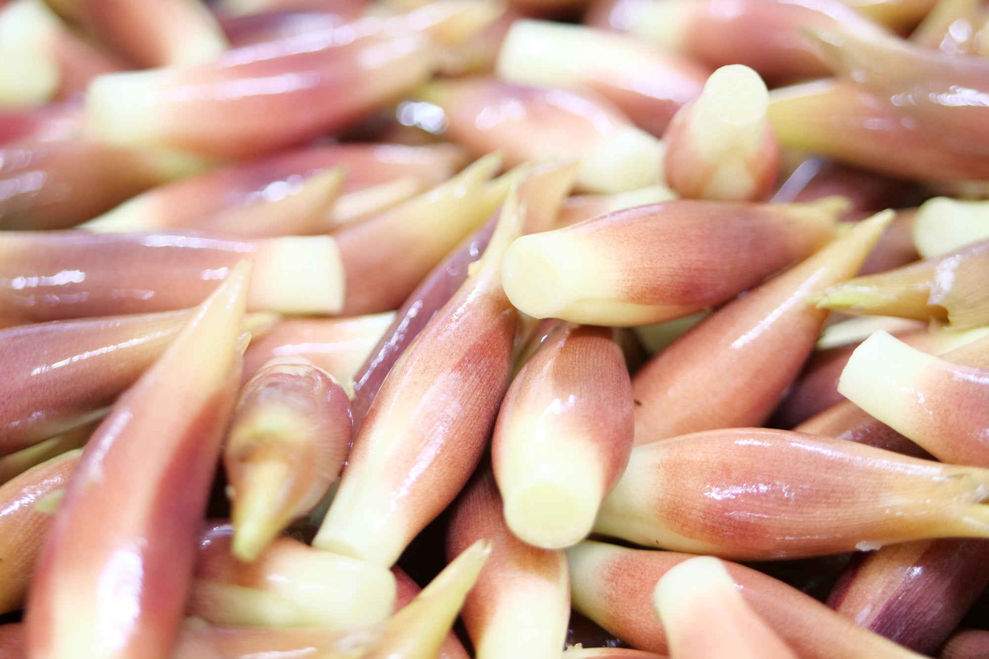 みょうがの美味しい切り方｜長持ちさせる保存方法も紹介