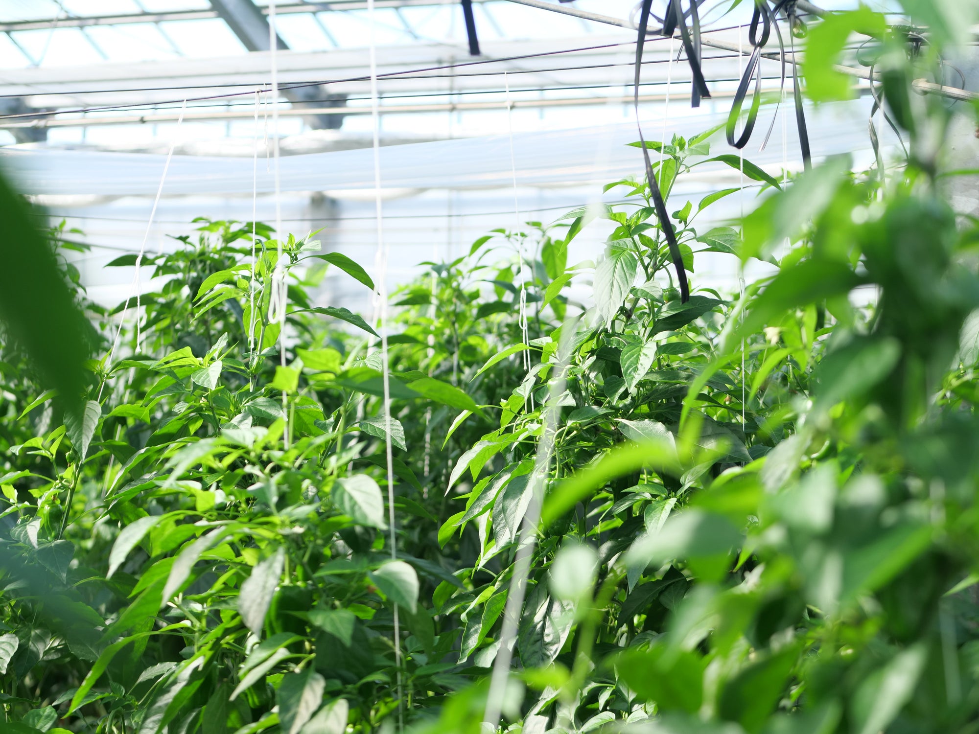 圃場視察コラム：芸西村「輝農園」を訪ねて