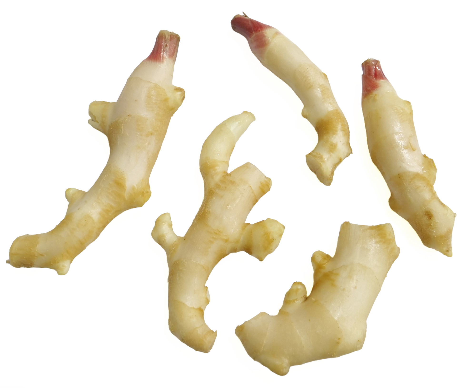 (も)新しょうが