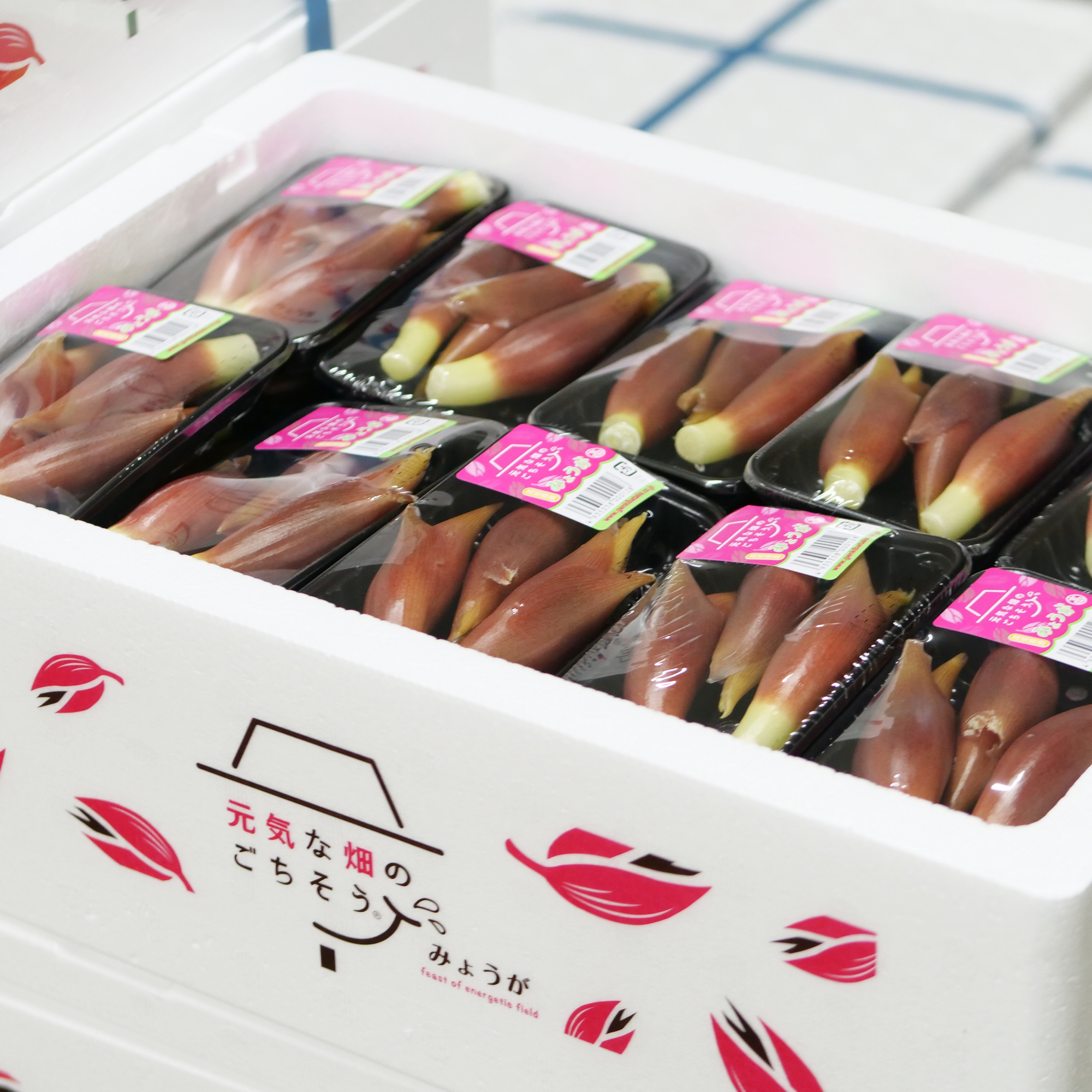 みょうが (40パック)2箱