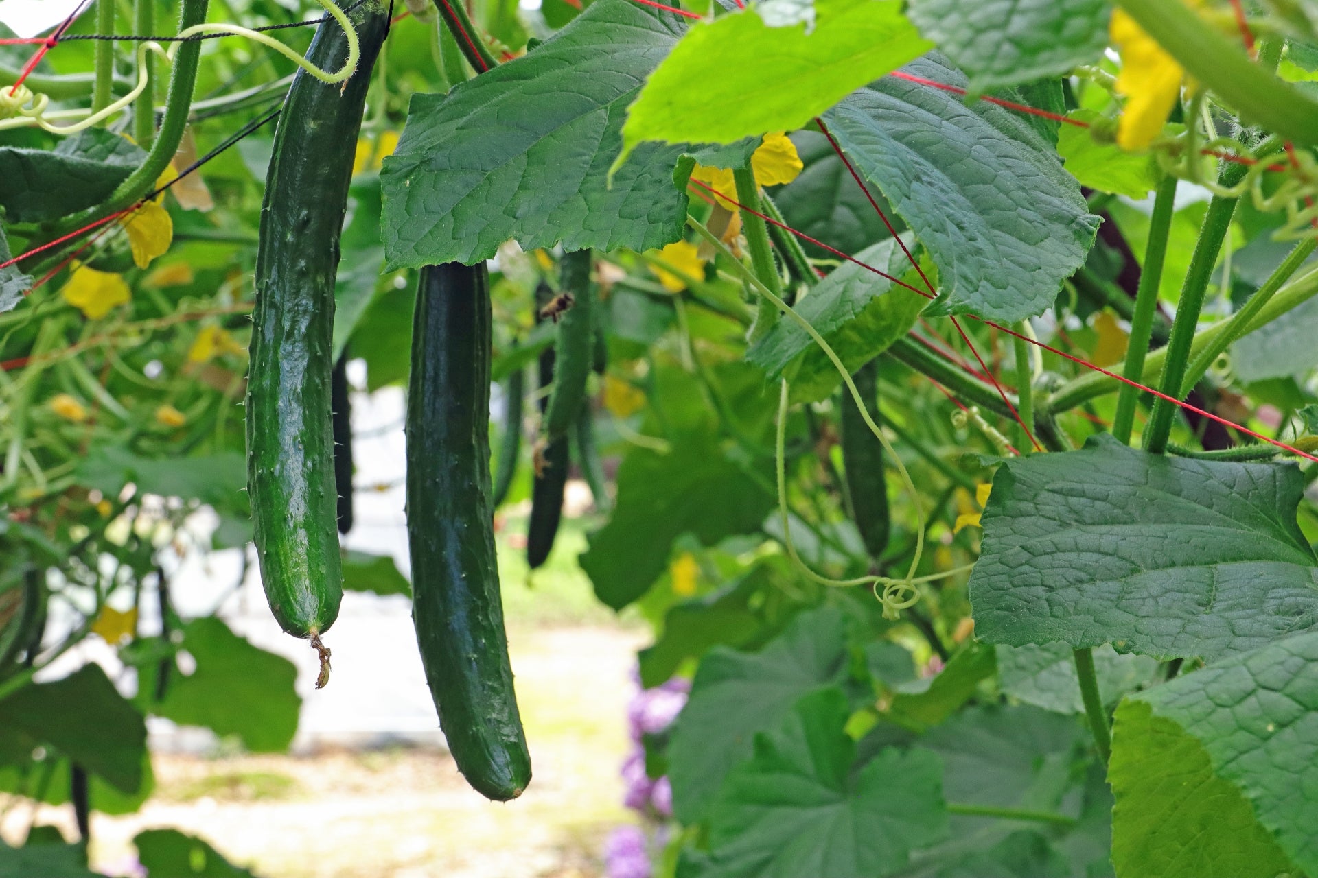 きゅうり – 元気な畑のごちそう便