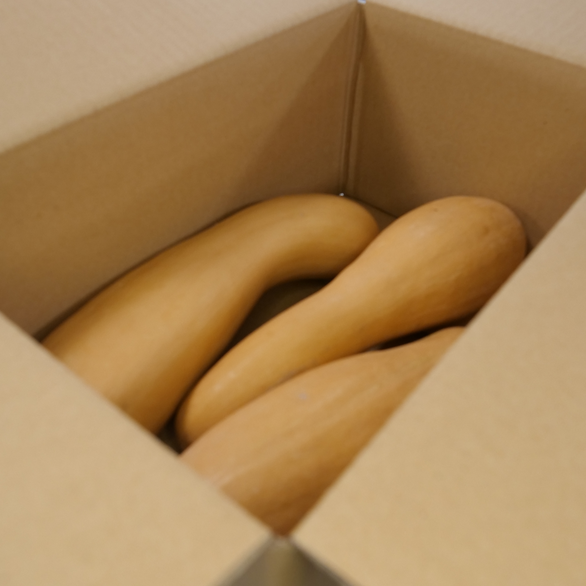 バターナッツかぼちゃ