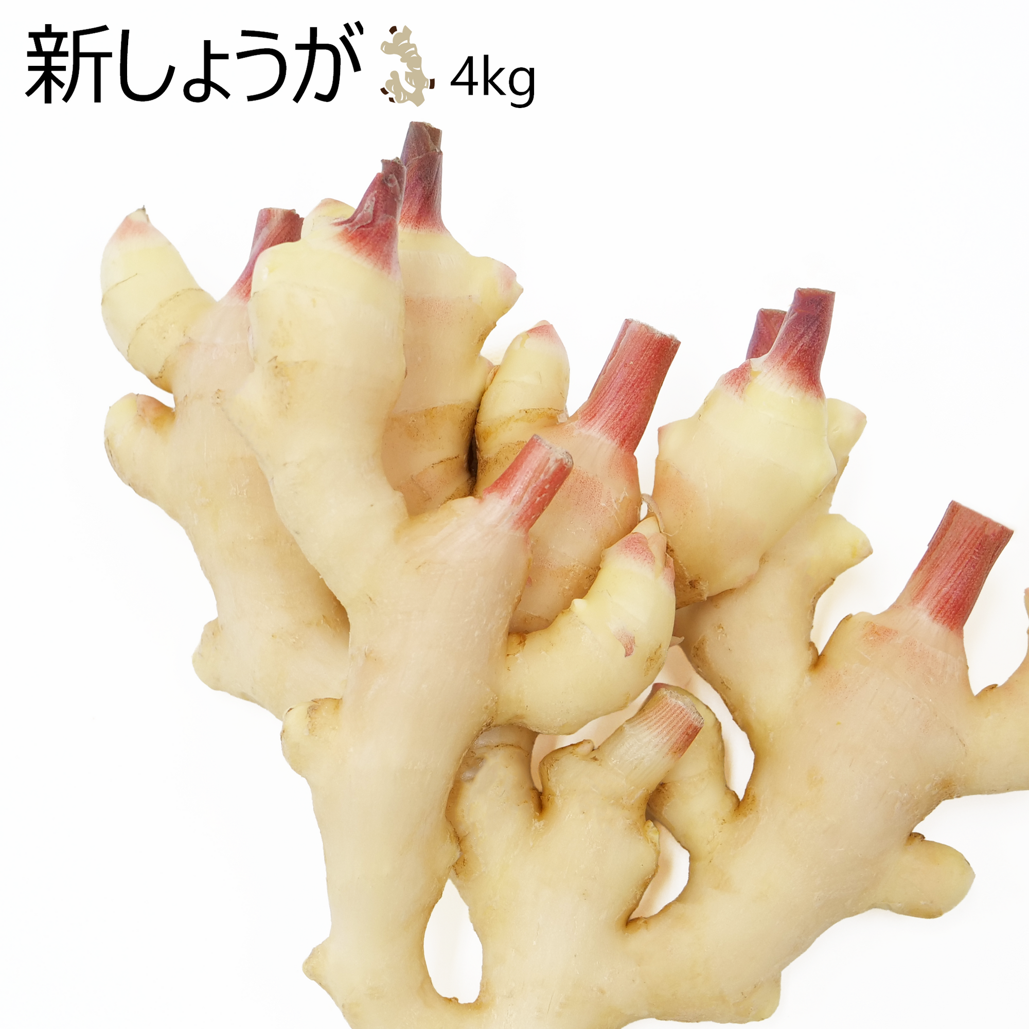 新しょうが(4kg)