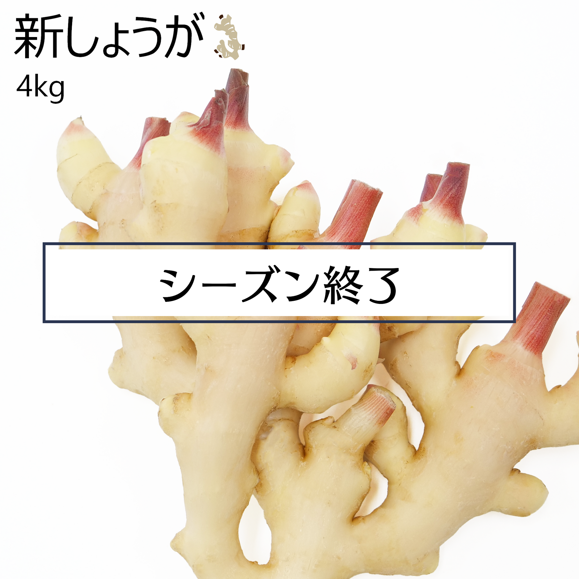 新しょうが(4kg)