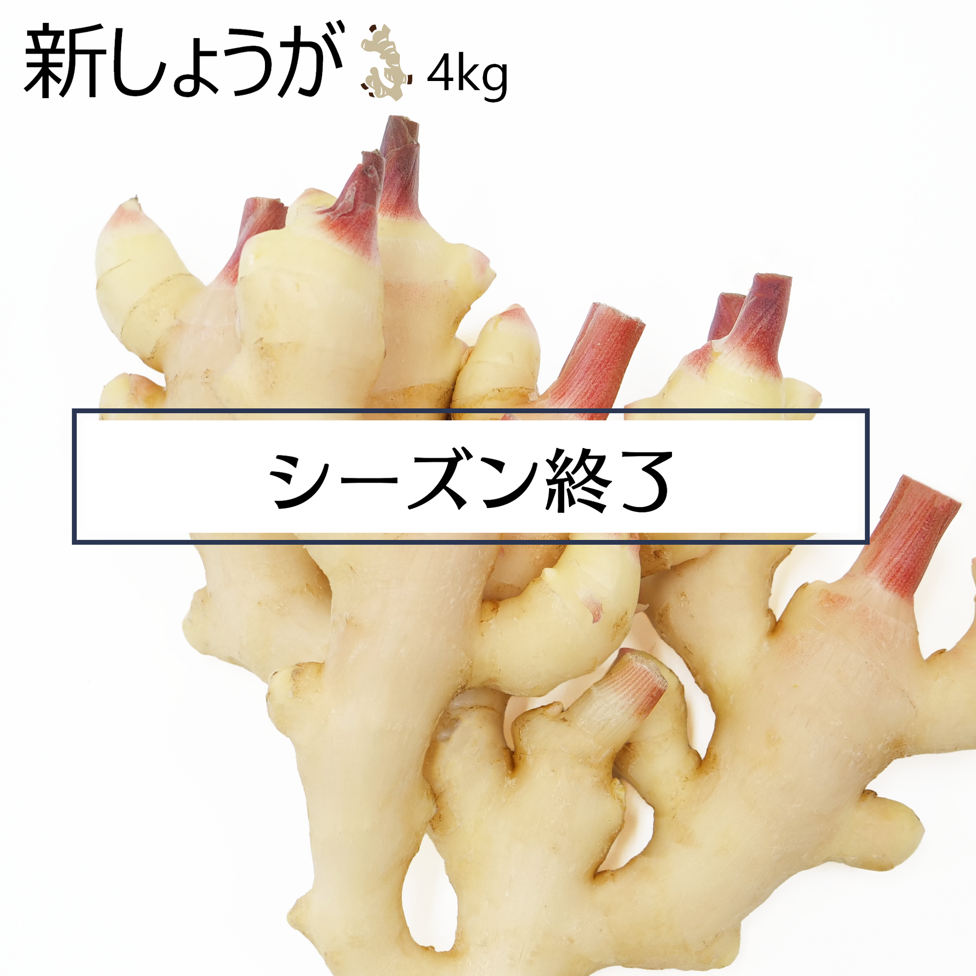 新しょうが(4kg)