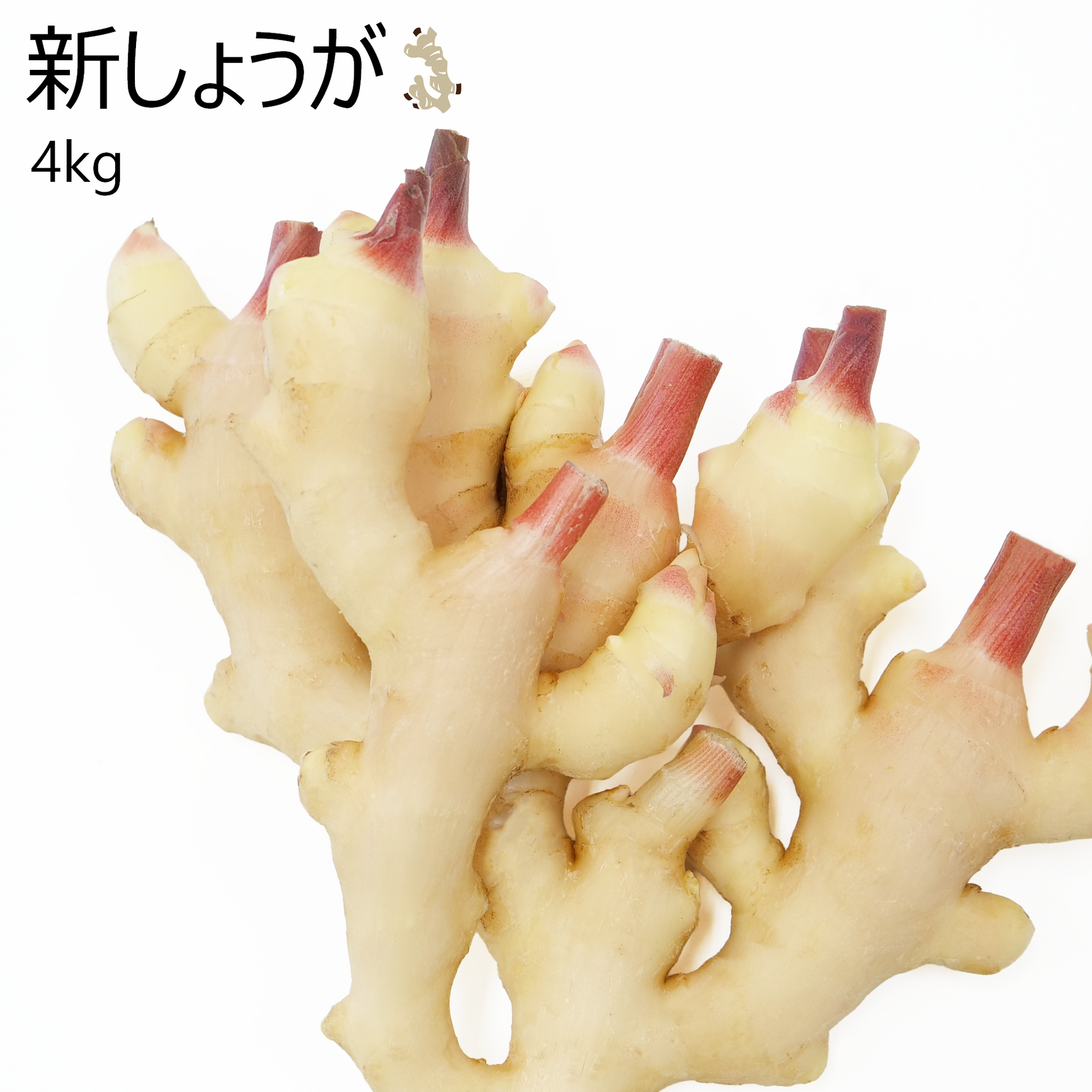 新しょうが(4kg)
