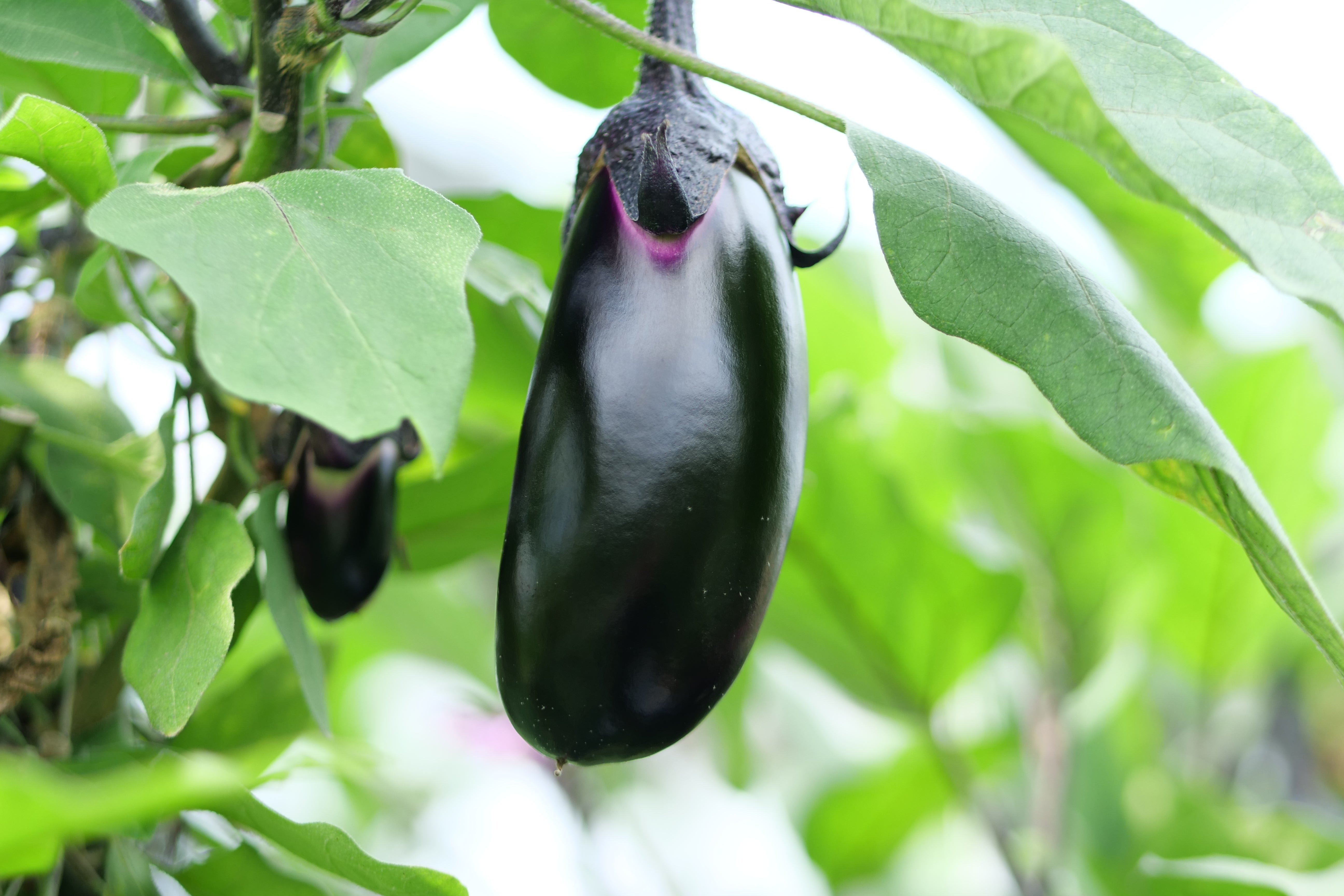 なす(L 5kg) – 元気な畑のごちそう便