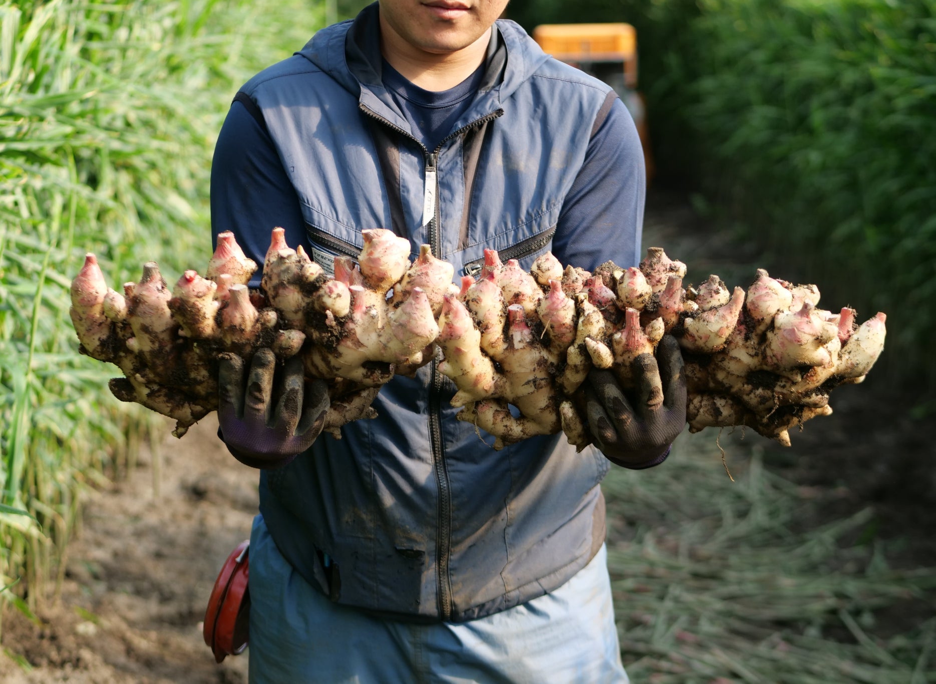 新しょうが(4kg) – 元気な畑のごちそう便