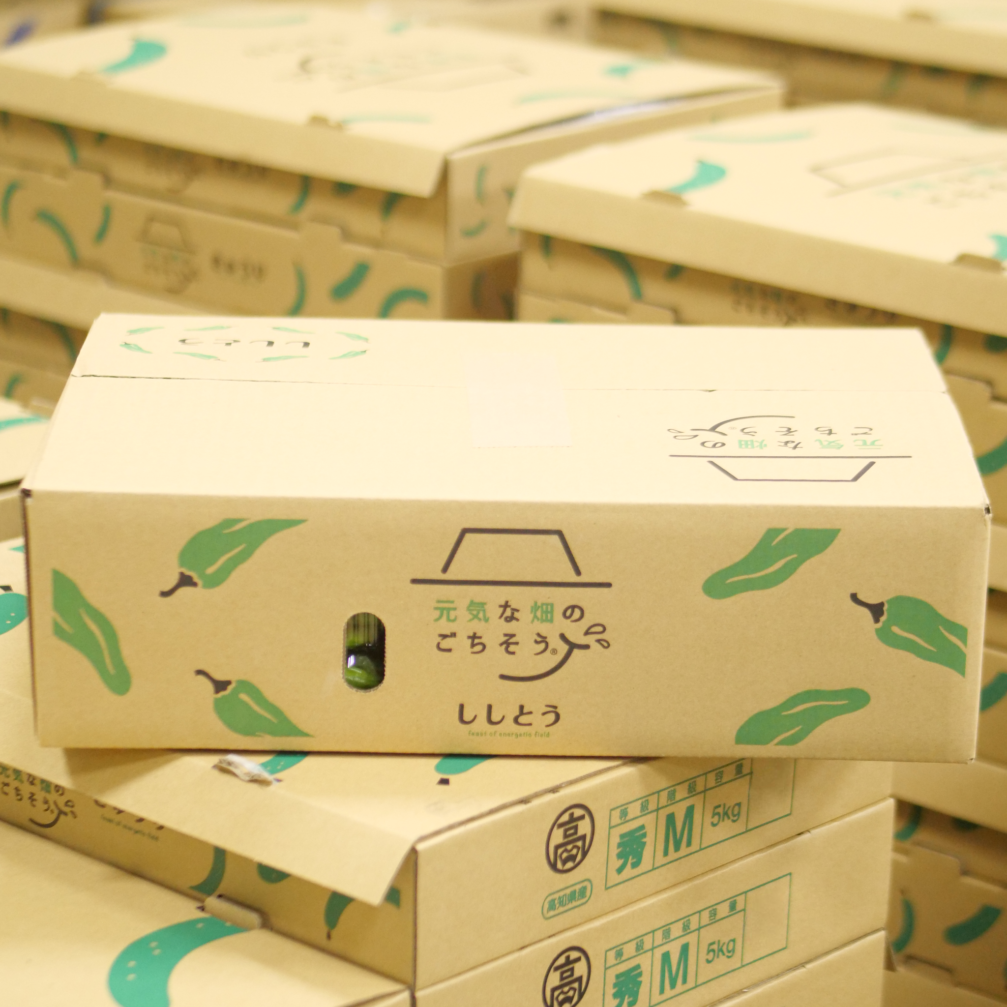 ししとうの魅力とおすすめレシピ|オールシーズン楽しめる万能野菜 ししとうの魅力とおすすめレシピ|オールシーズン楽しめる万能野菜