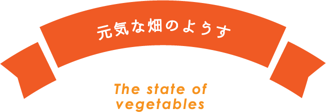 元気な畑のようす