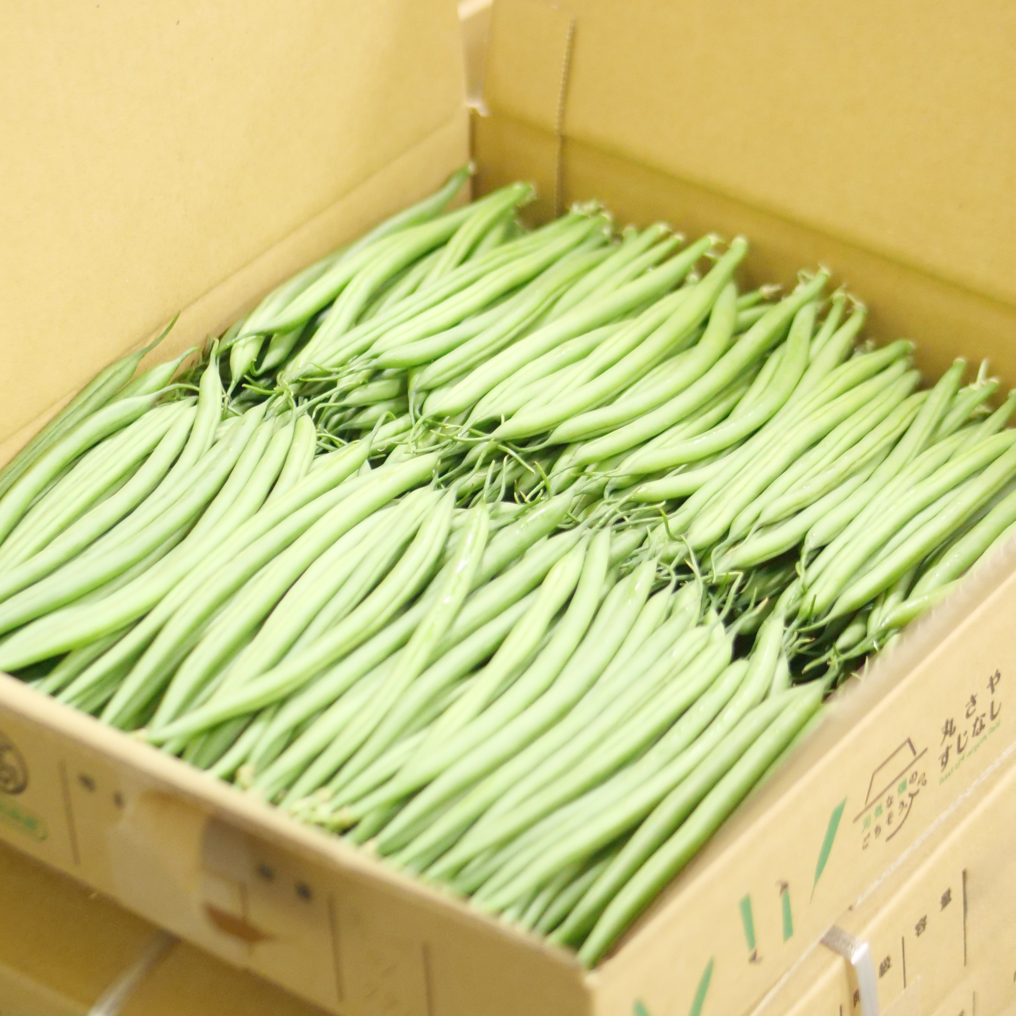 すじなしいんげん