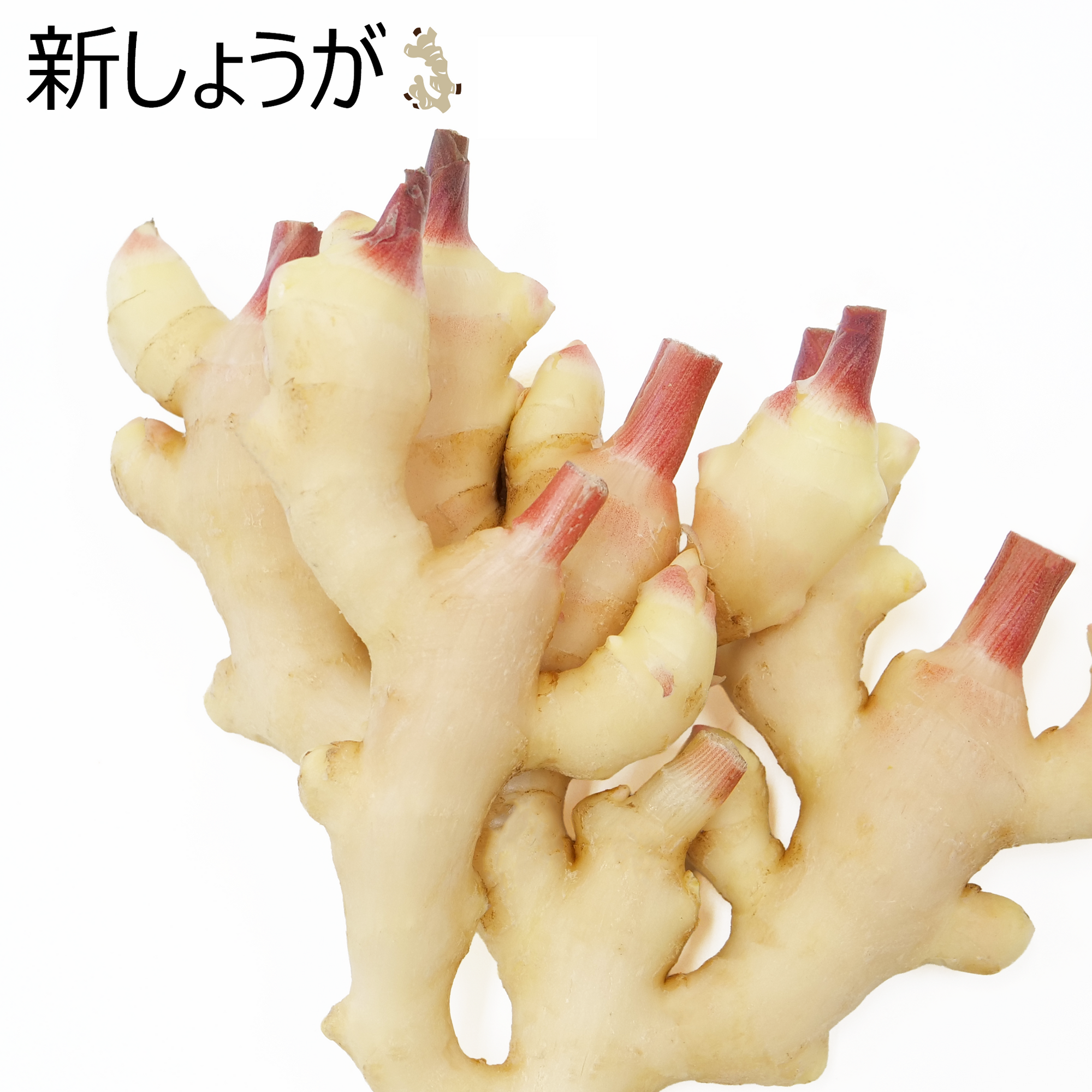 新しょうが