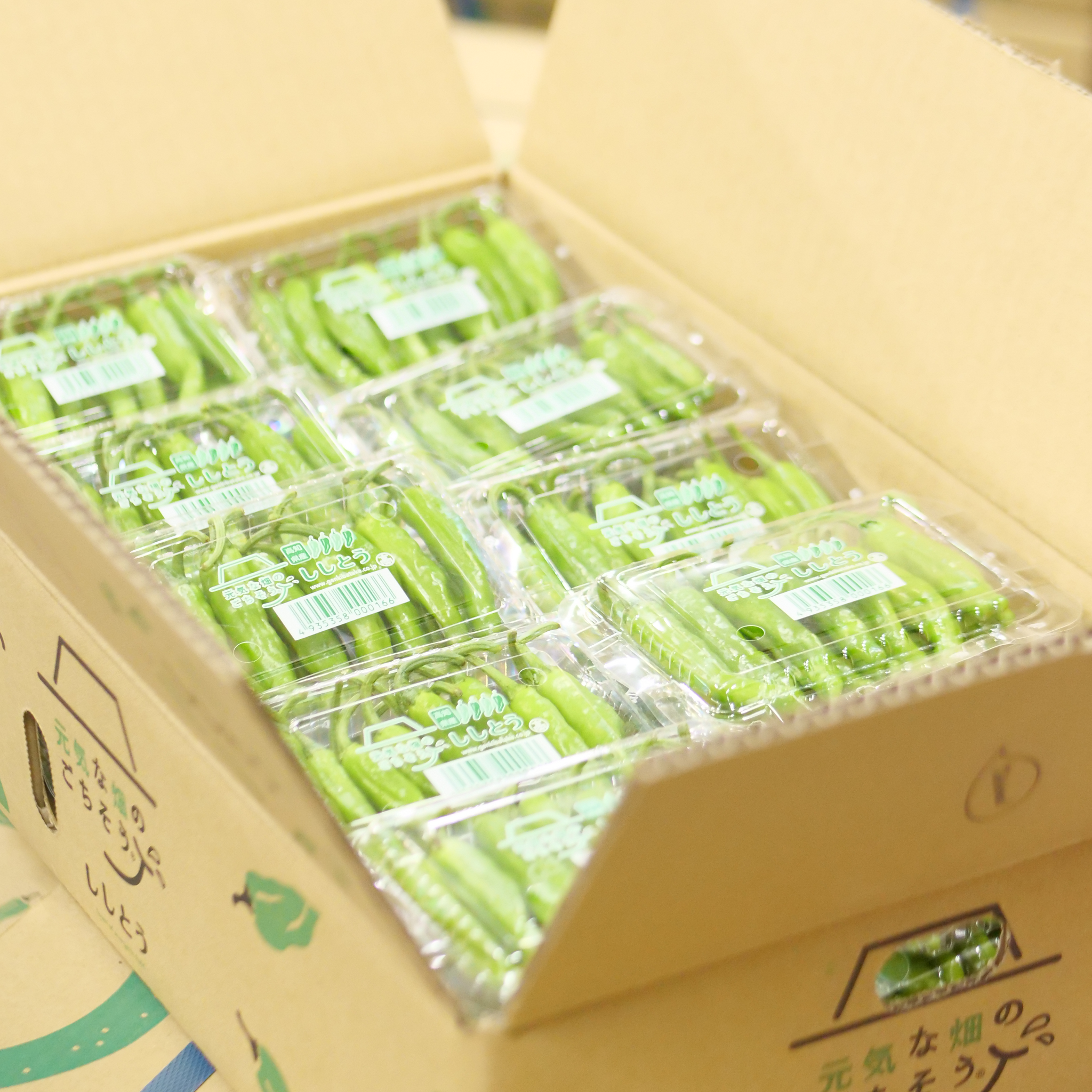 ししとうの魅力とおすすめレシピ|オールシーズン楽しめる万能野菜 ししとうの魅力とおすすめレシピ|オールシーズン楽しめる万能野菜